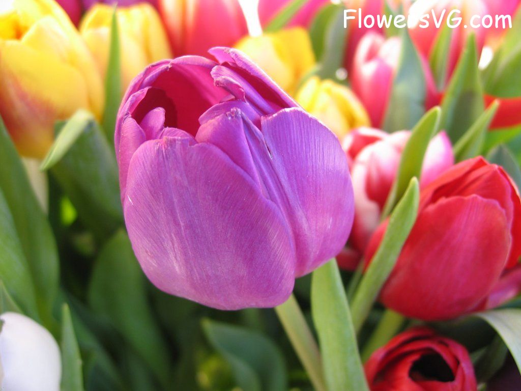 tulip flower Photo cflowers0251.jpg