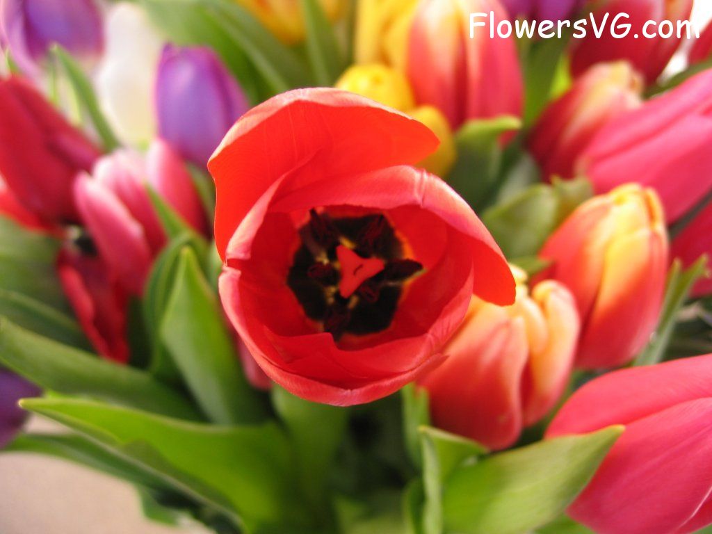 tulip flower Photo cflowers0254.jpg