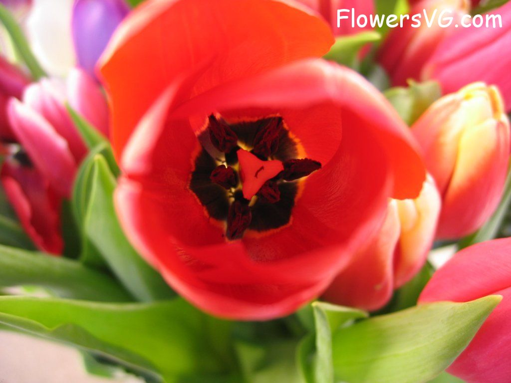 tulip flower Photo cflowers0255.jpg