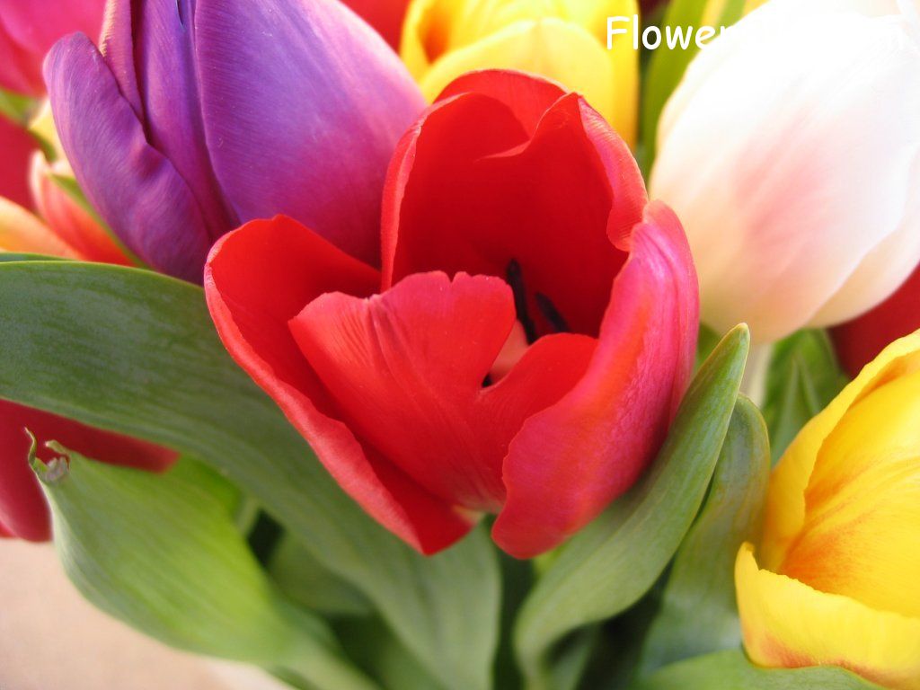 tulip flower Photo cflowers0256.jpg