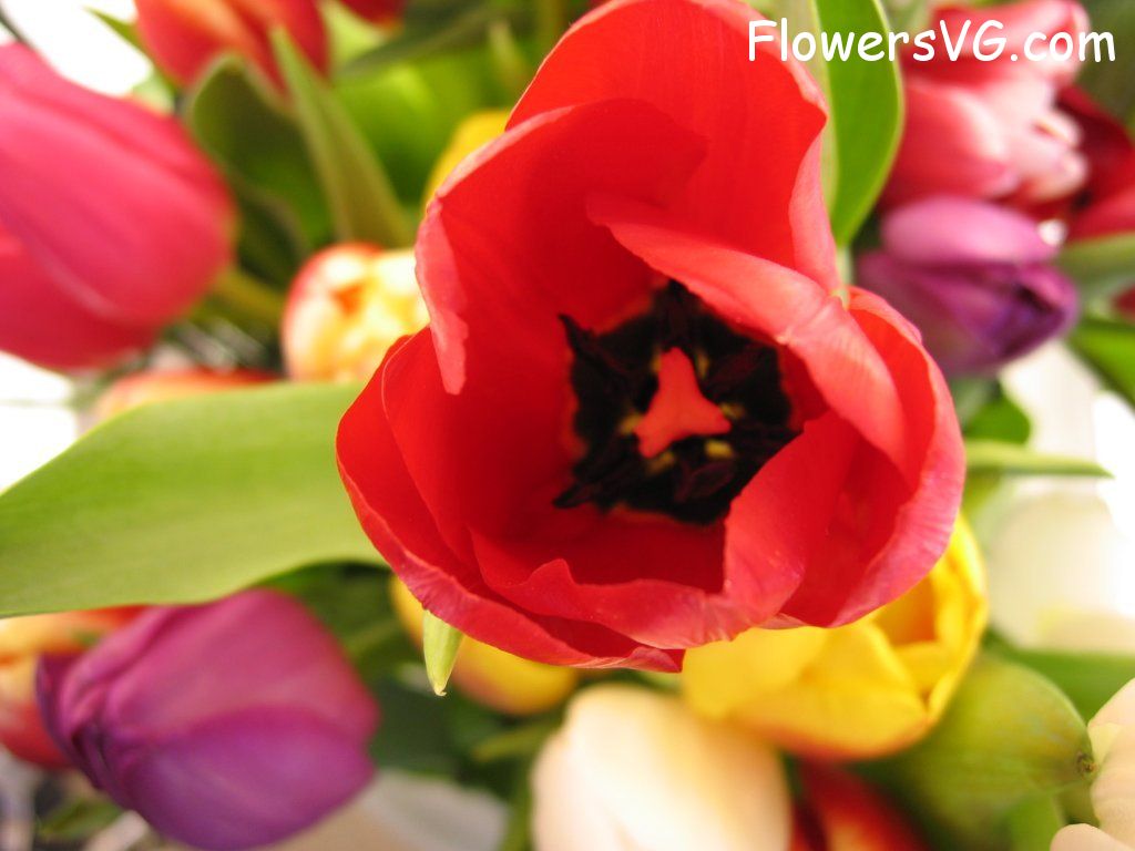 tulip flower Photo cflowers0257.jpg