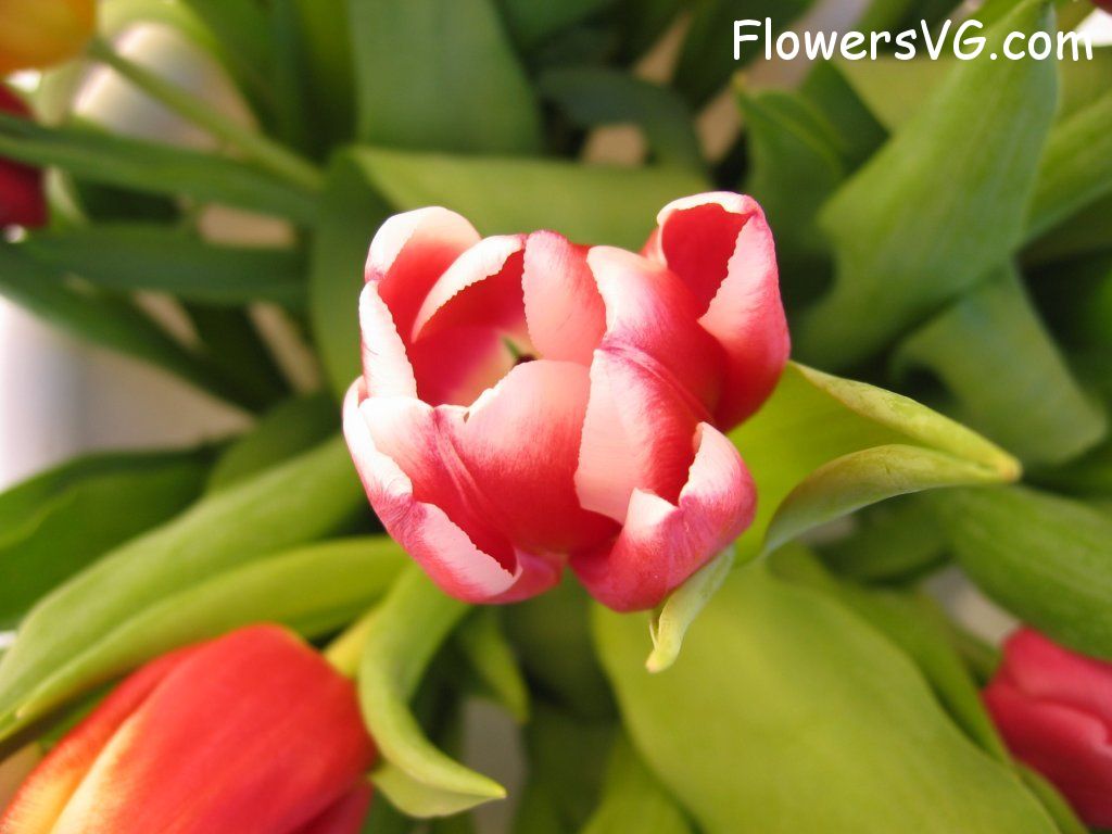tulip flower Photo cflowers0258.jpg