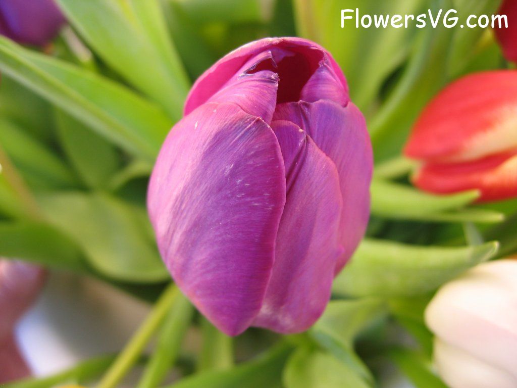 tulip flower Photo cflowers0261.jpg