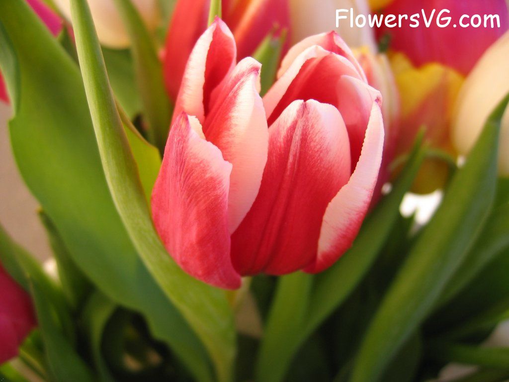 tulip flower Photo cflowers0265.jpg