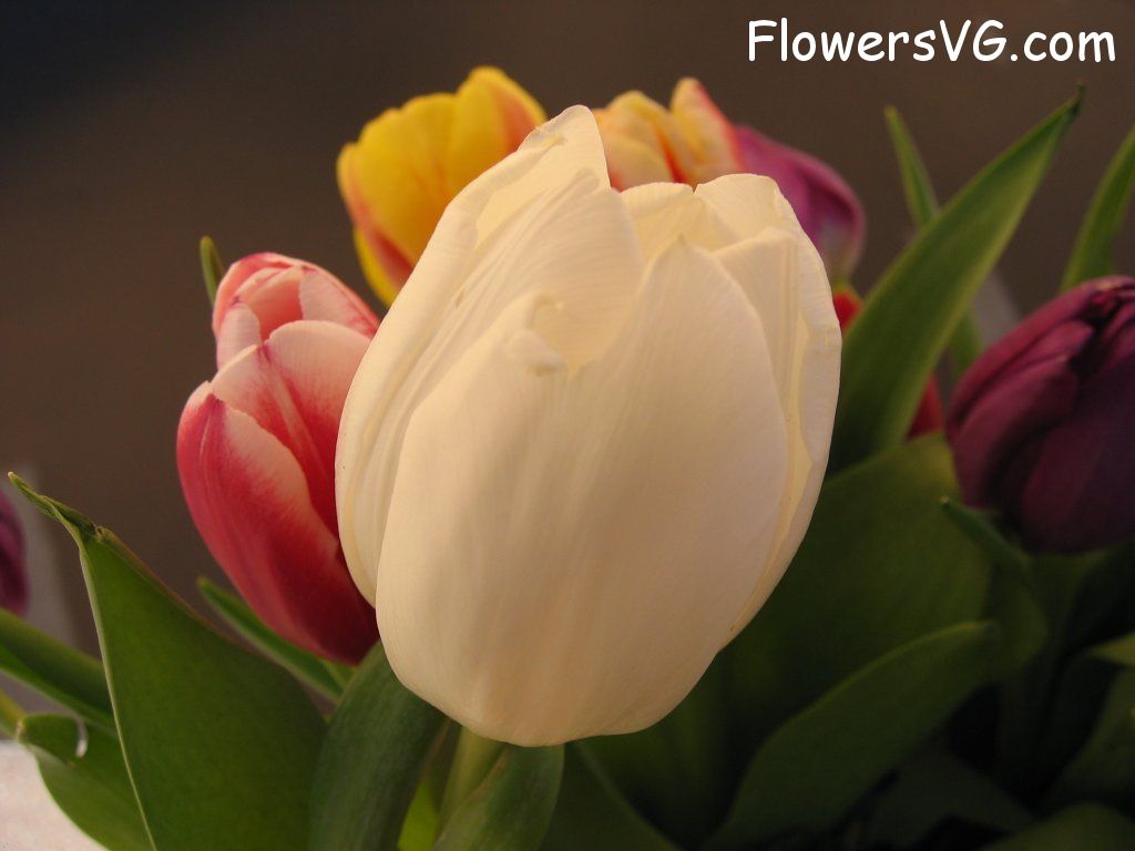 tulip flower Photo cflowers0270.jpg