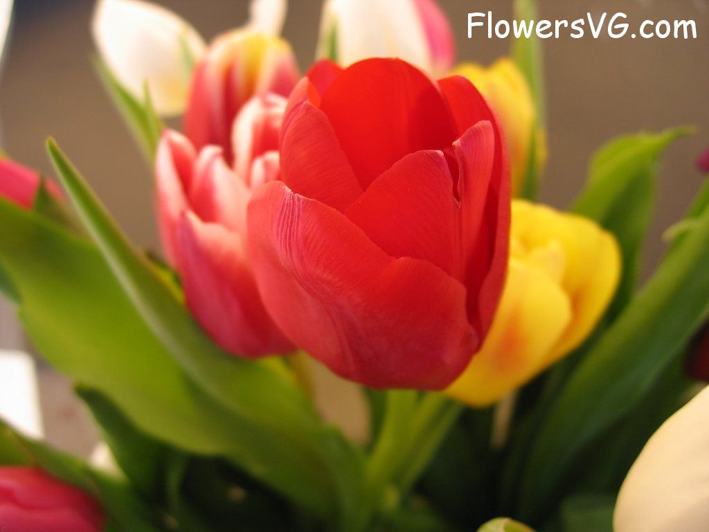 tulip flower Photo cflowers0272.jpg