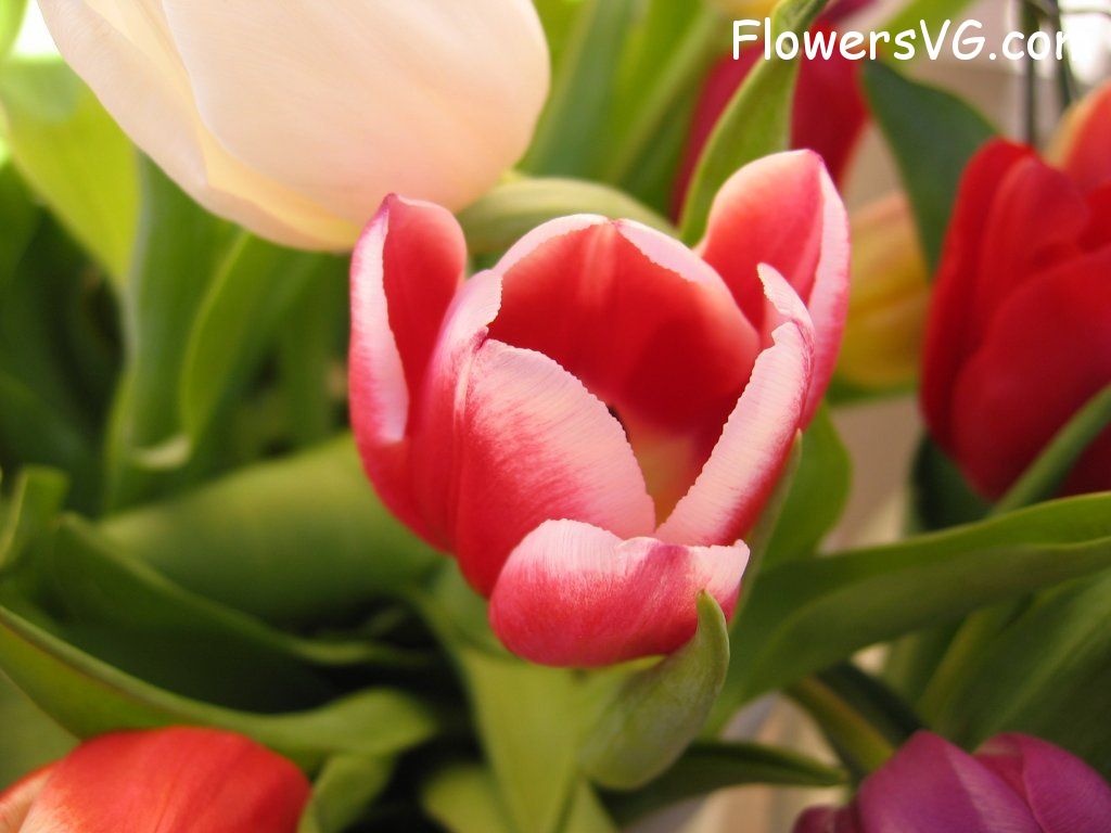 tulip flower Photo cflowers0274.jpg