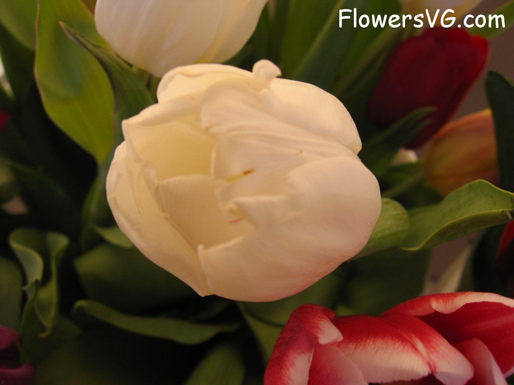 tulip flower Photo cflowers0275.jpg