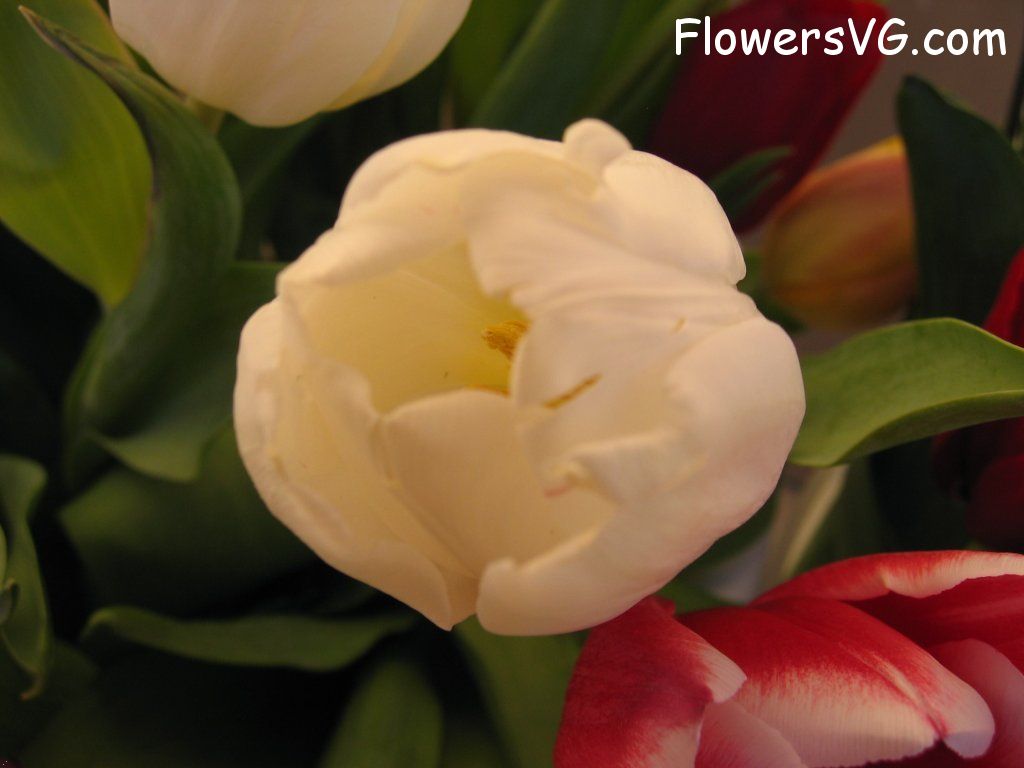 tulip flower Photo cflowers0277.jpg