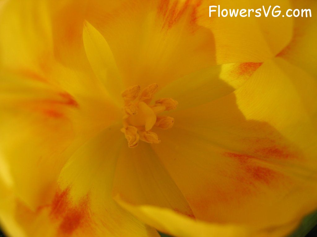 tulip flower Photo cflowers0284.jpg