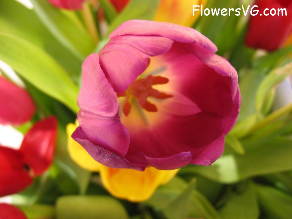 tulip flower Photo cflowers0285.jpg