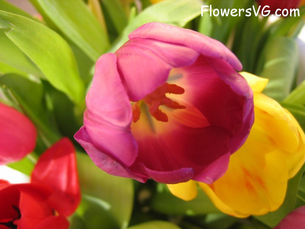 tulip flower Photo cflowers0286.jpg