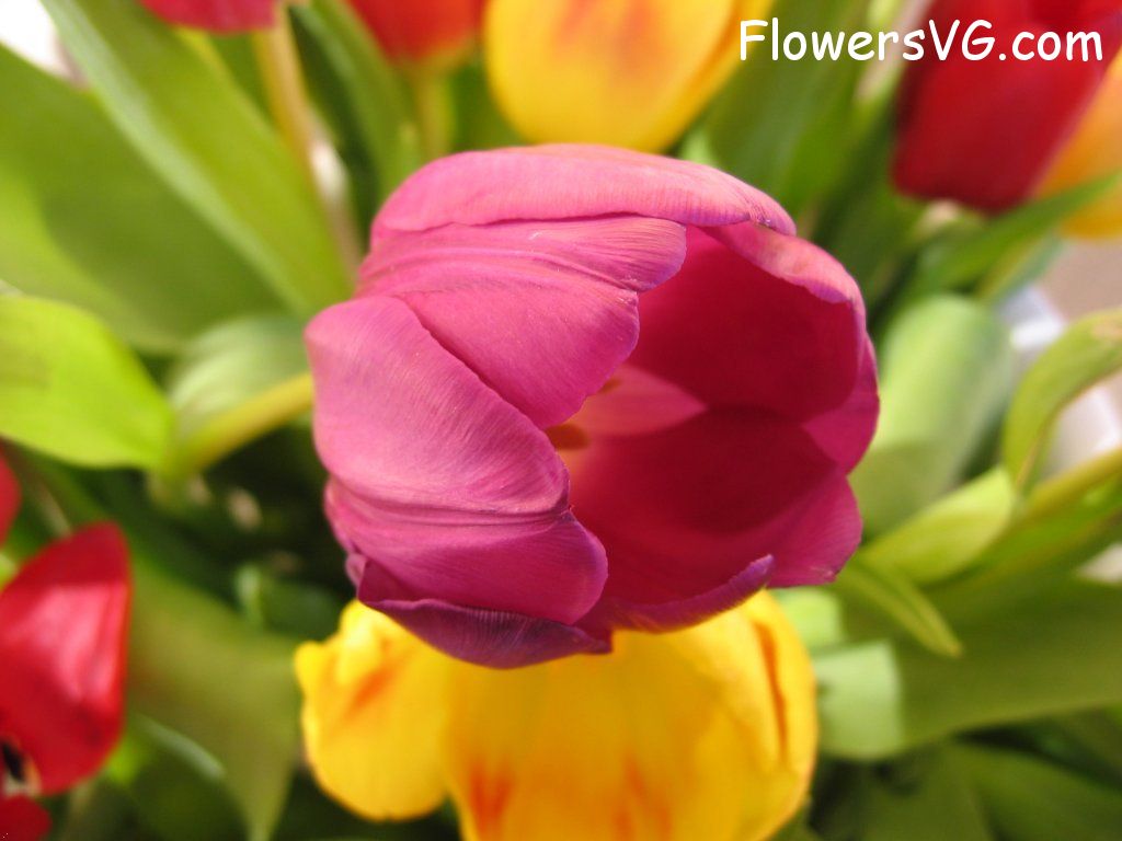 tulip flower Photo cflowers0288.jpg
