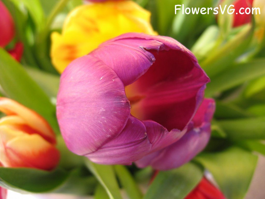 tulip flower Photo cflowers0289.jpg