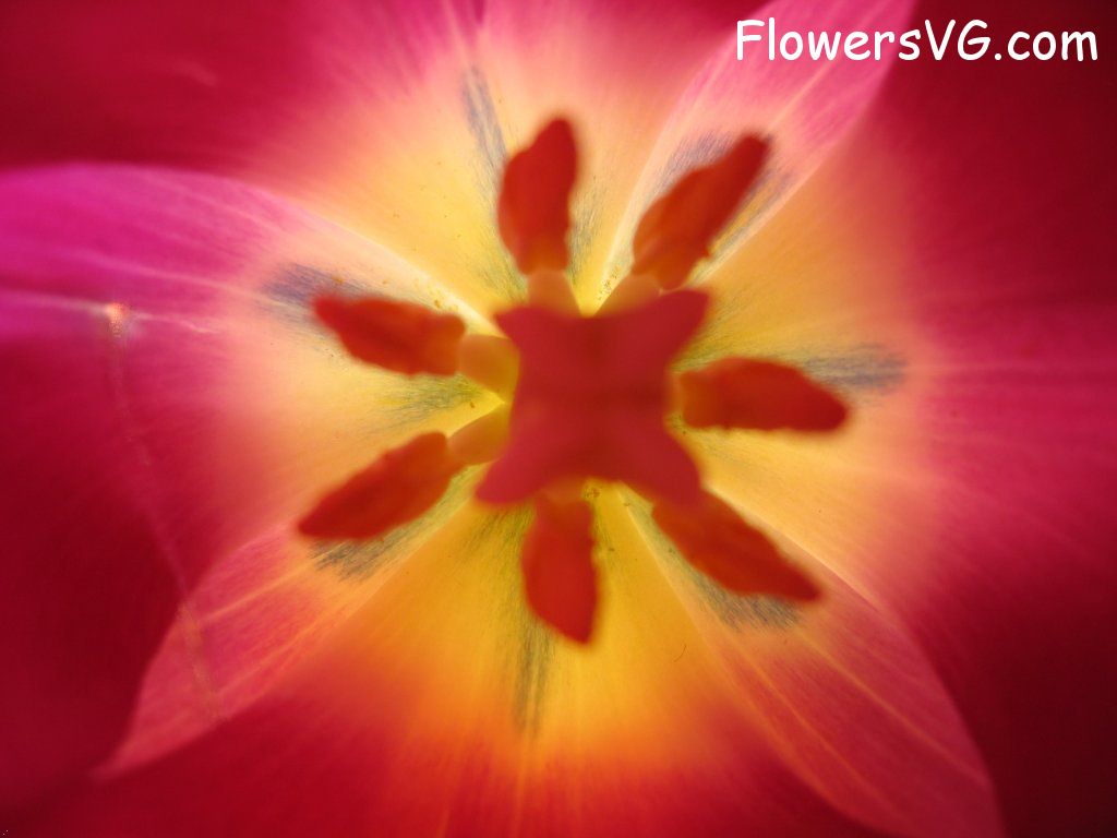 tulip flower Photo cflowers0290.jpg