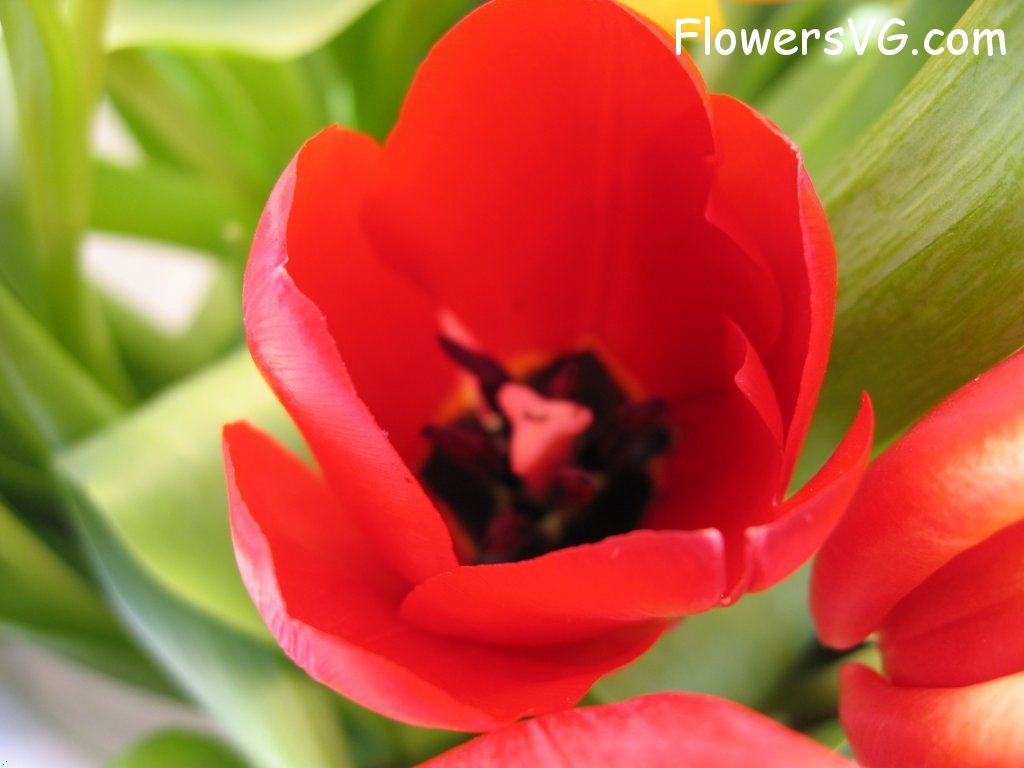 tulip flower Photo cflowers0291.jpg