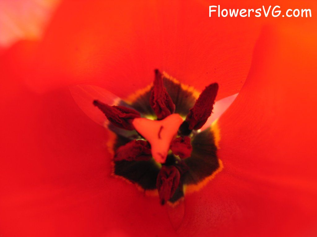 tulip flower Photo cflowers0292.jpg