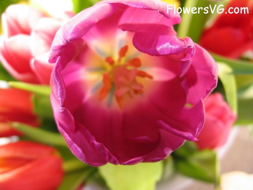 tulip flower Photo cflowers0294.jpg