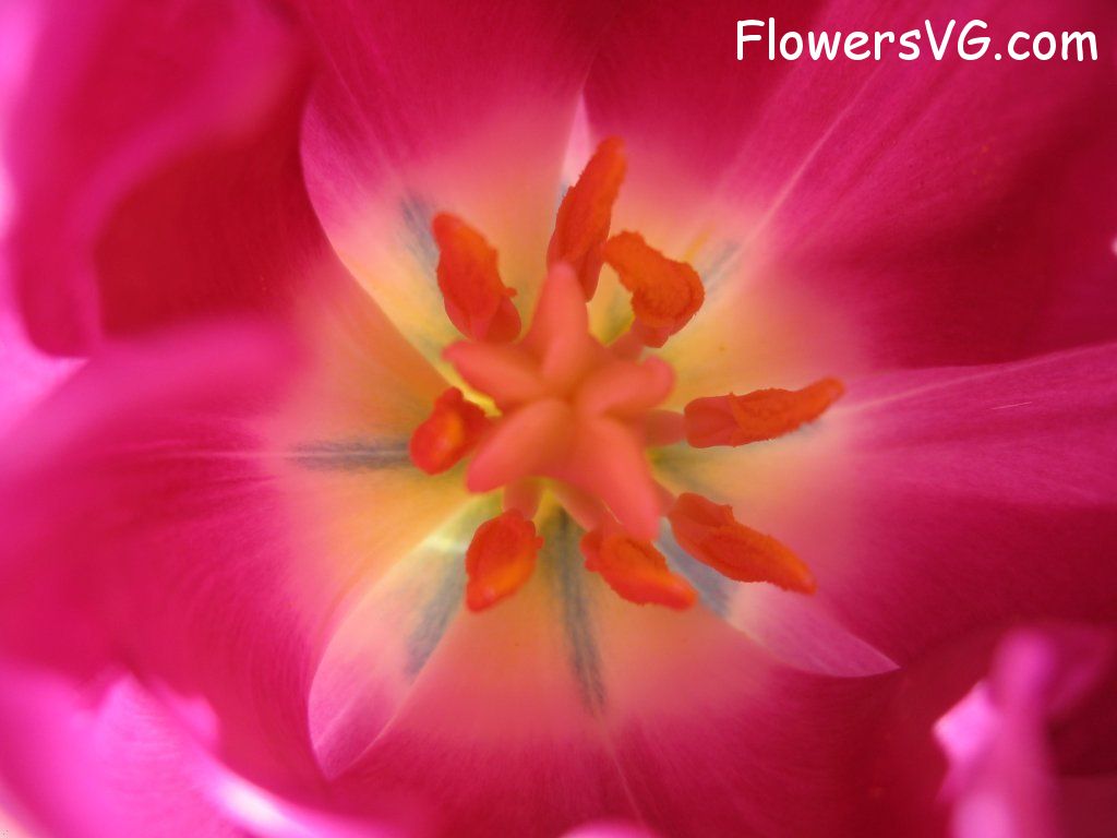 tulip flower Photo cflowers0297.jpg
