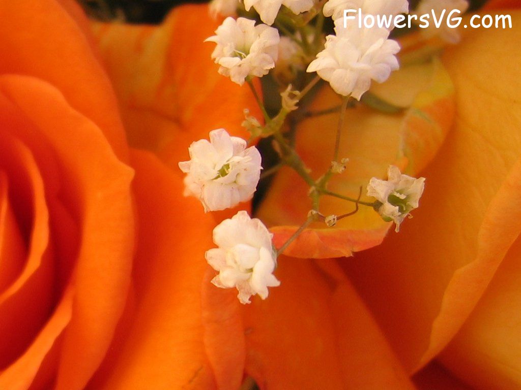 Photo cflowers0392.jpg