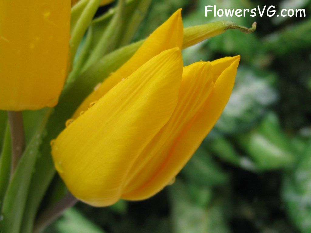tulip flower Photo cflowers0654.jpg