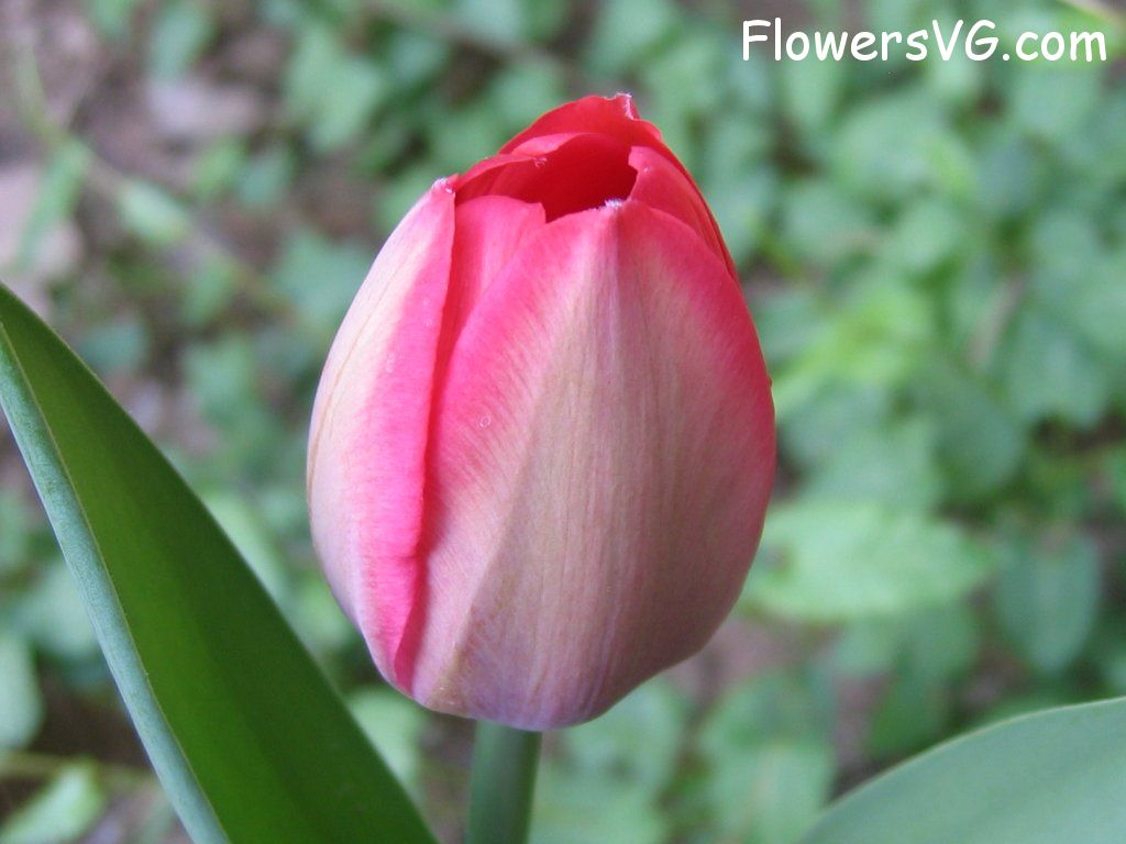 tulip flower Photo cflowers1598.jpg