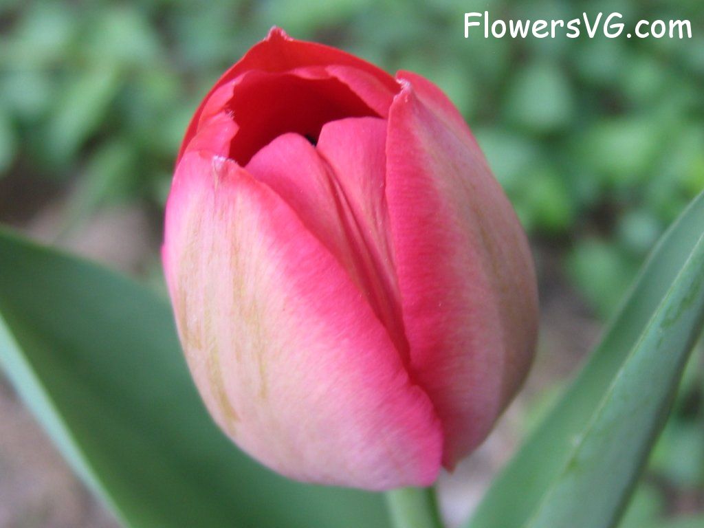 tulip flower Photo cflowers1601.jpg
