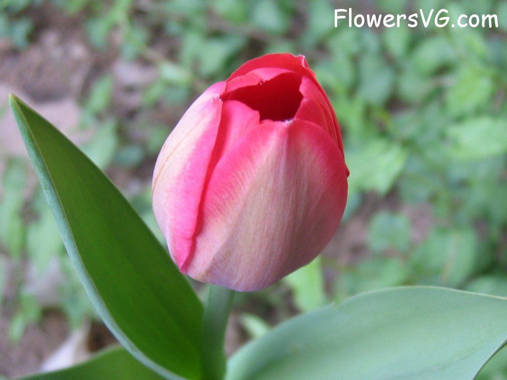 tulip flower Photo cflowers1605.jpg
