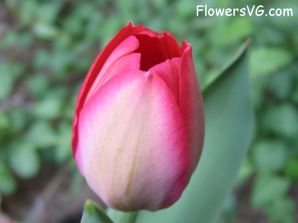 tulip flower Photo cflowers1608.jpg