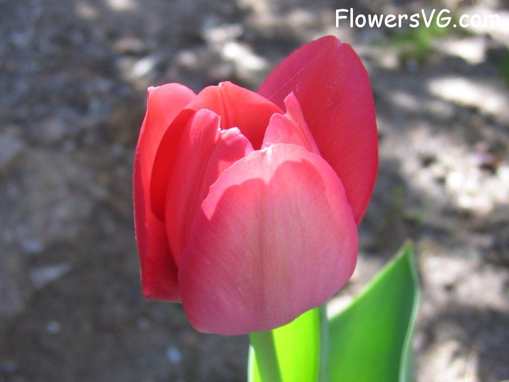 tulip flower Photo cflowers1620.jpg
