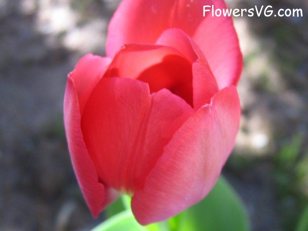 tulip flower Photo cflowers1621.jpg