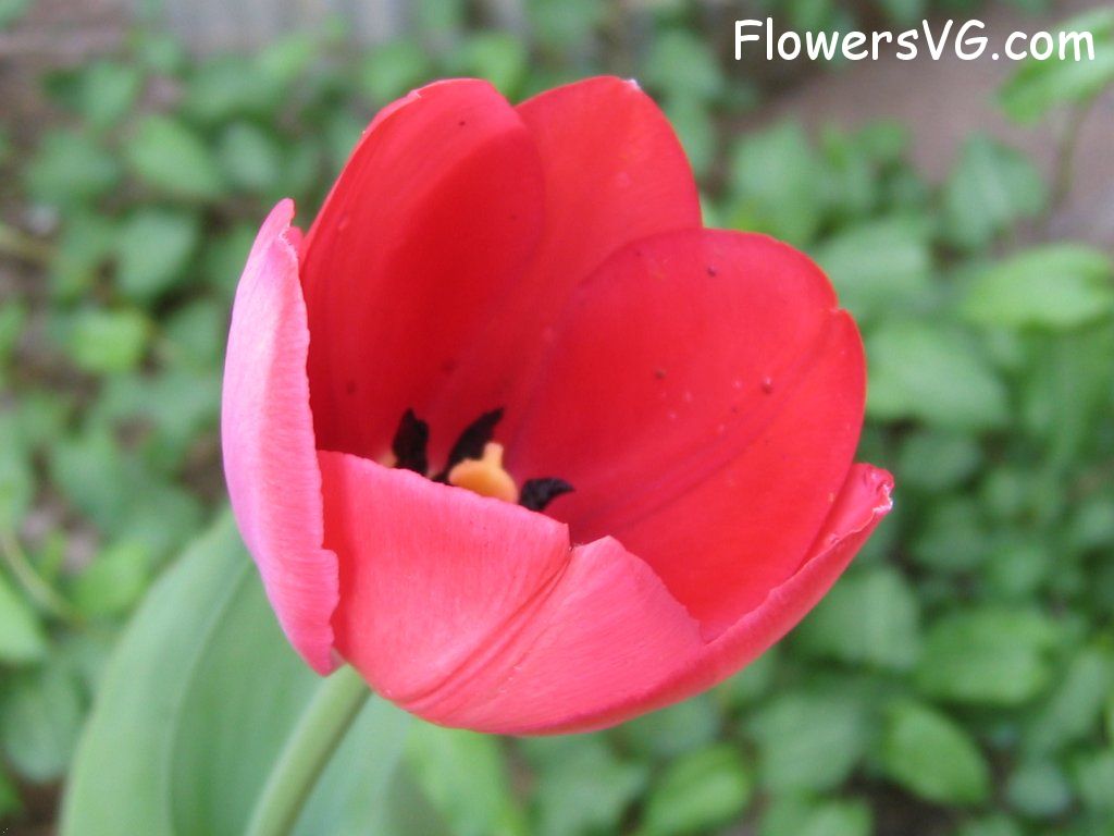 tulip flower Photo cflowers1630.jpg