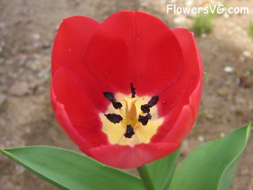 tulip flower Photo cflowers1632.jpg