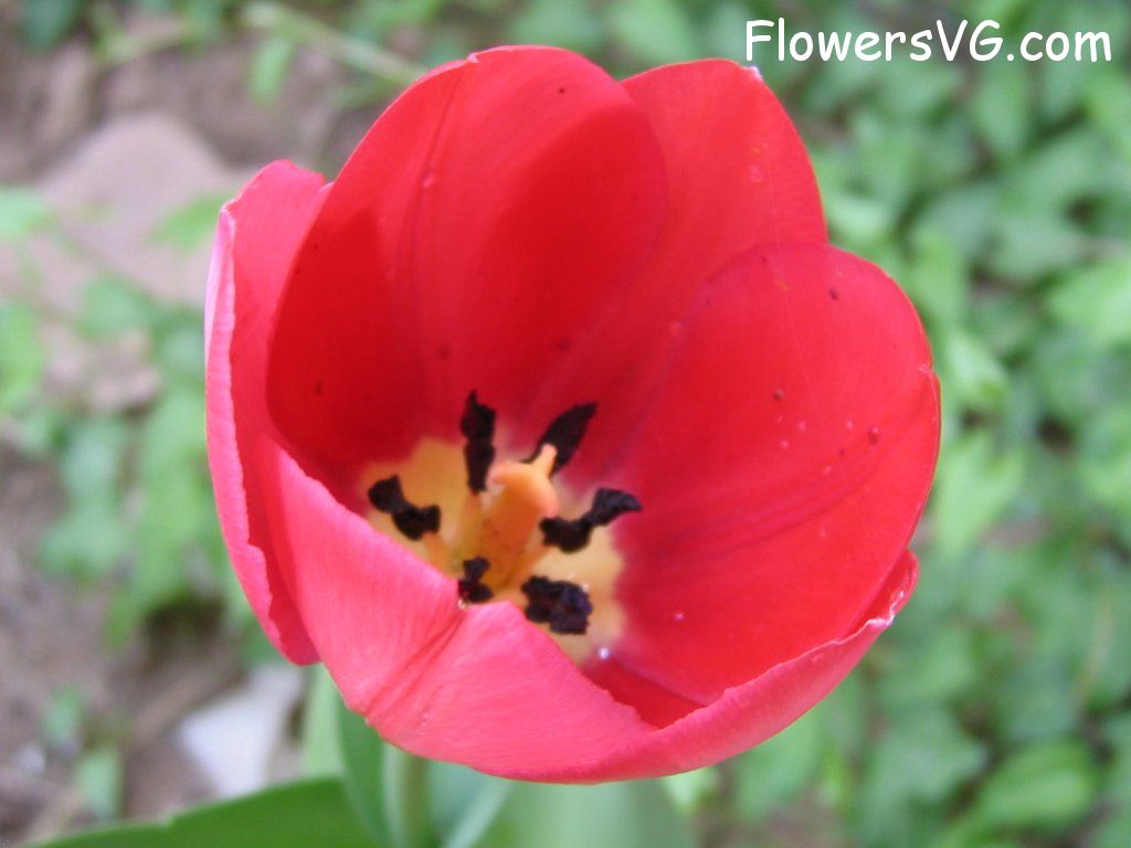 tulip flower Photo cflowers1634.jpg