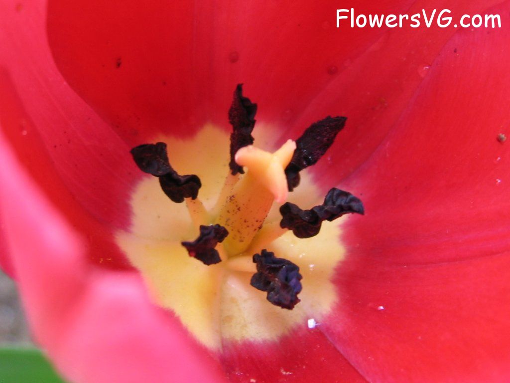 tulip flower Photo cflowers1636.jpg