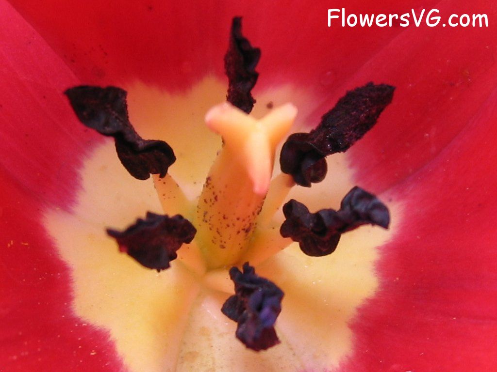 tulip flower Photo cflowers1638.jpg