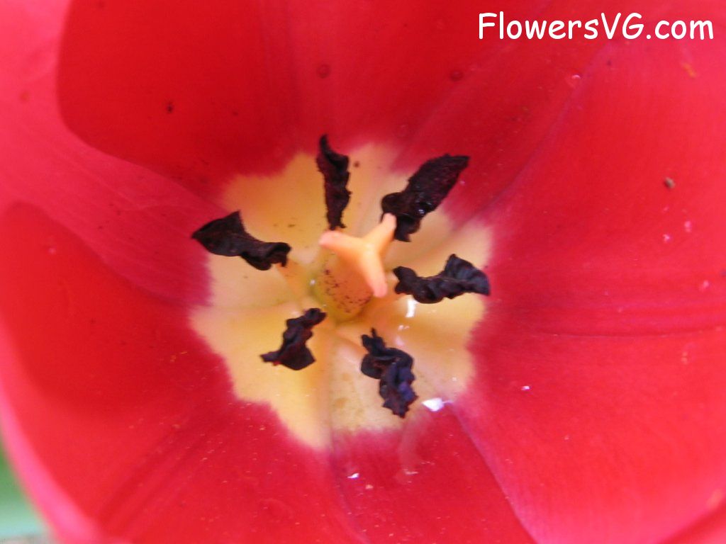 tulip flower Photo cflowers1639.jpg