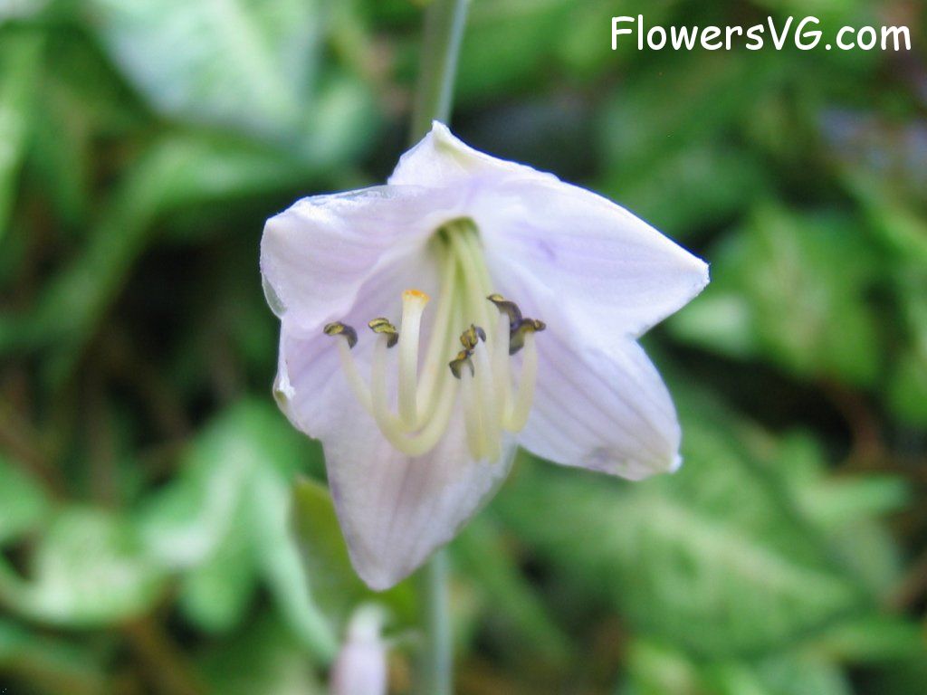 Photo cflowers2698.jpg