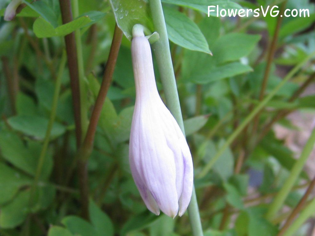 Photo cflowers2704.jpg