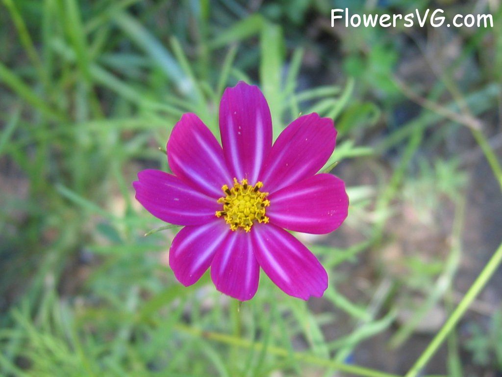 daisy flower Photo cflowers3616.jpg