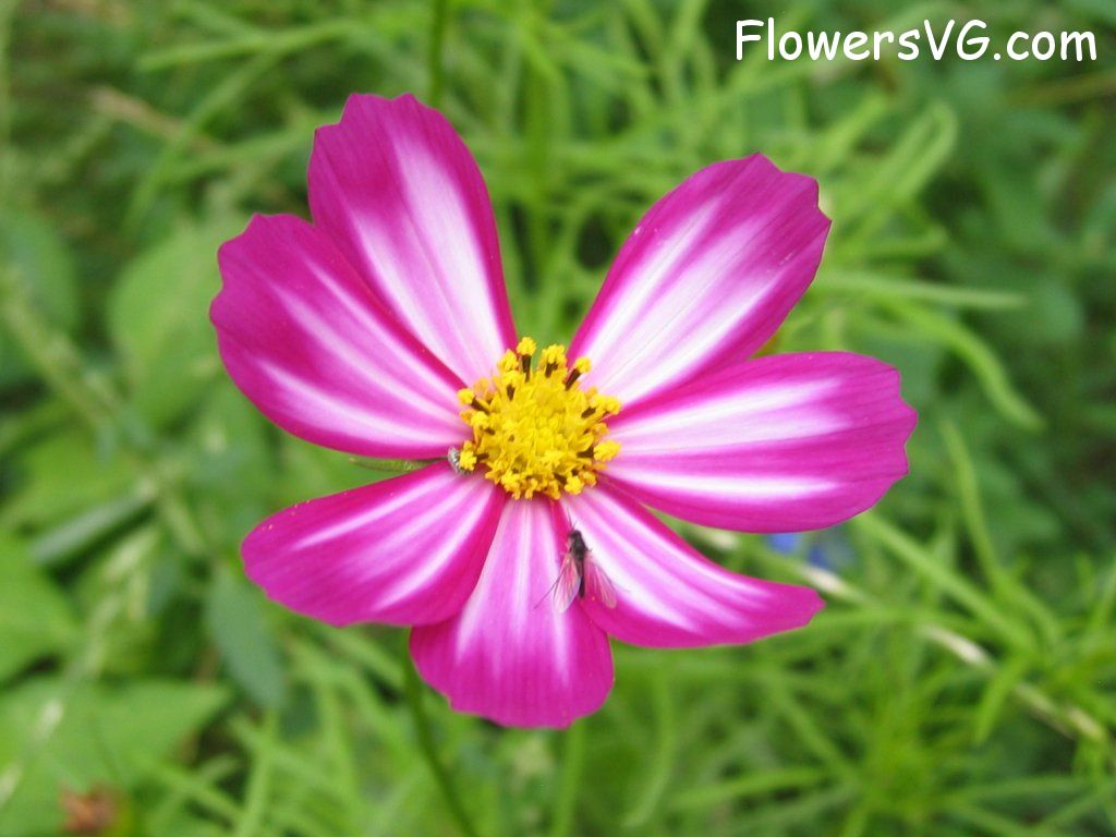 daisy flower Photo cflowers4373.jpg