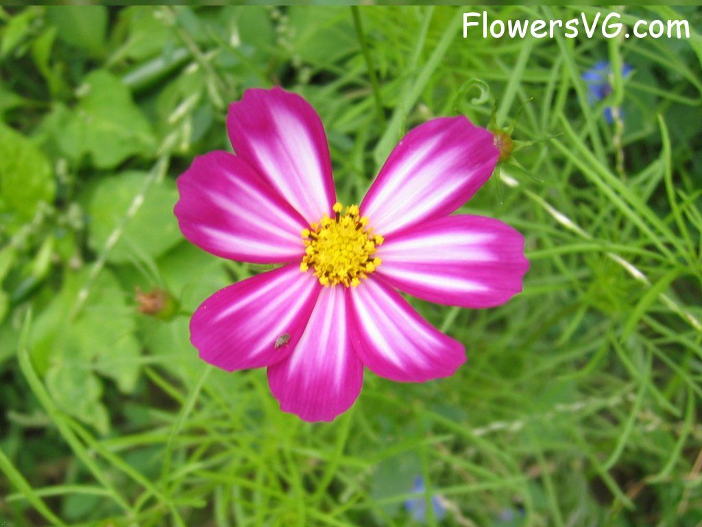 daisy flower Photo cflowers4383.jpg