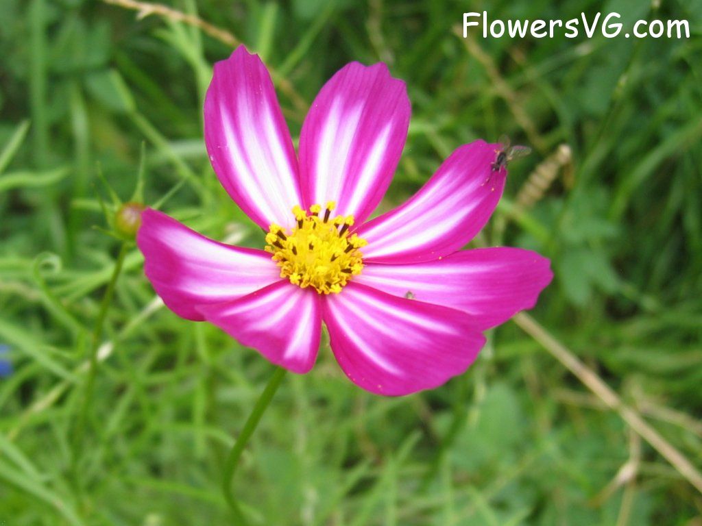 daisy flower Photo cflowers4385.jpg