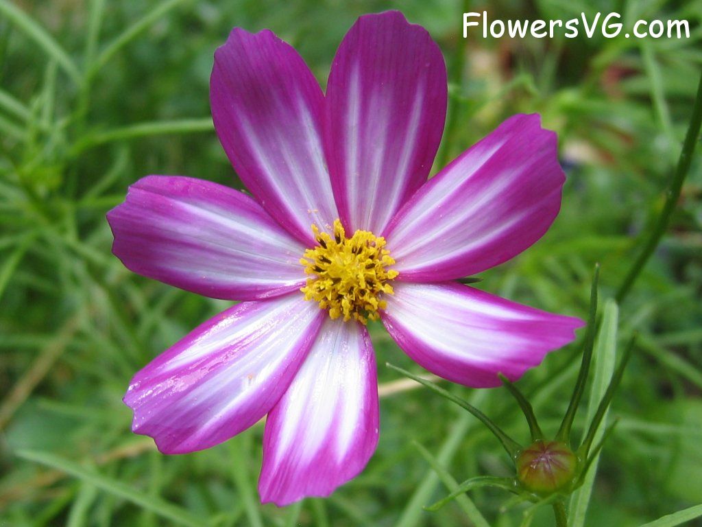 daisy flower Photo cflowers4544.jpg