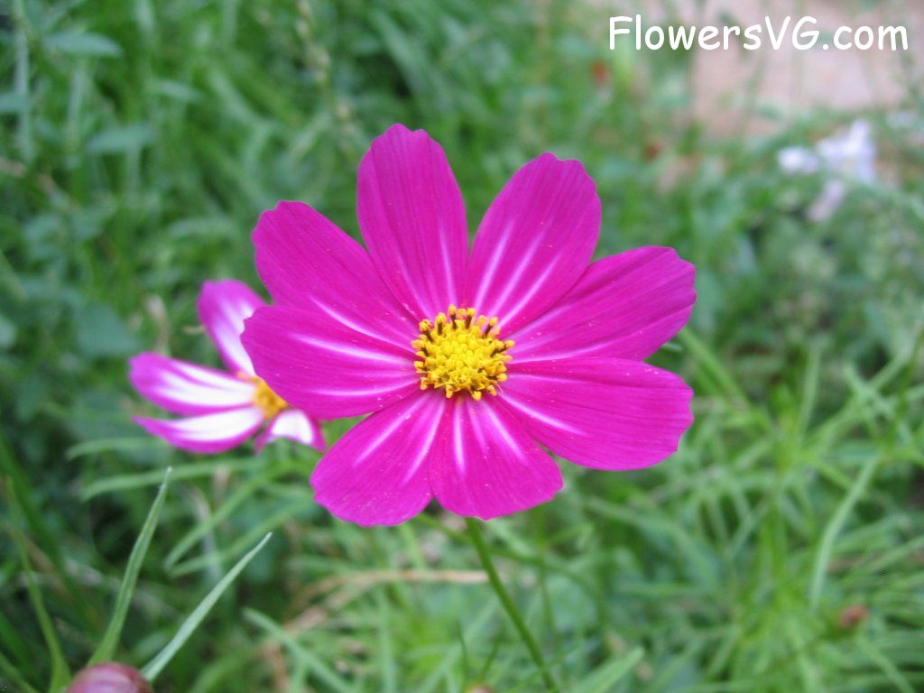 daisy flower Photo cflowers4573.jpg