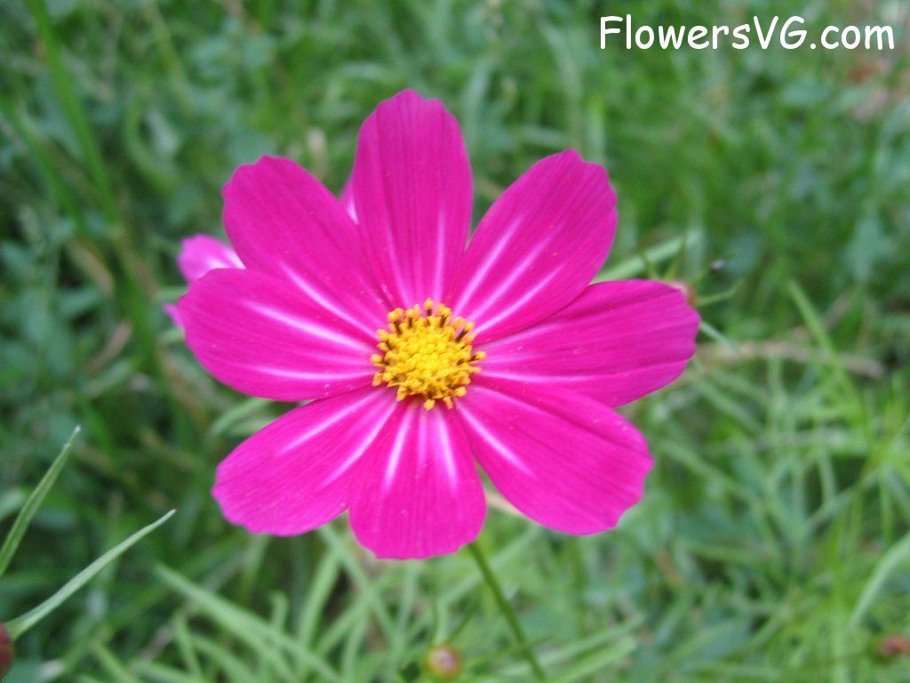 daisy flower Photo cflowers4574.jpg