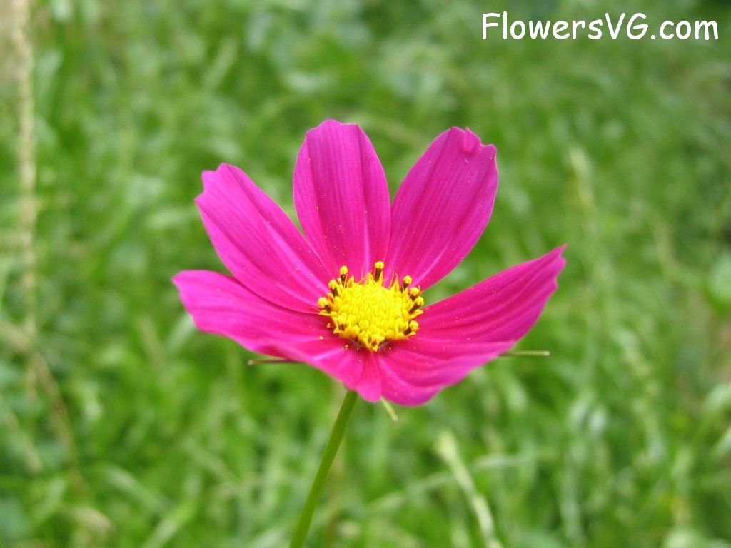 daisy flower Photo cflowers4664.jpg