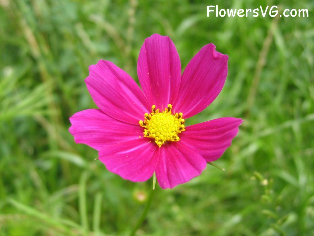 daisy flower Photo cflowers4665.jpg