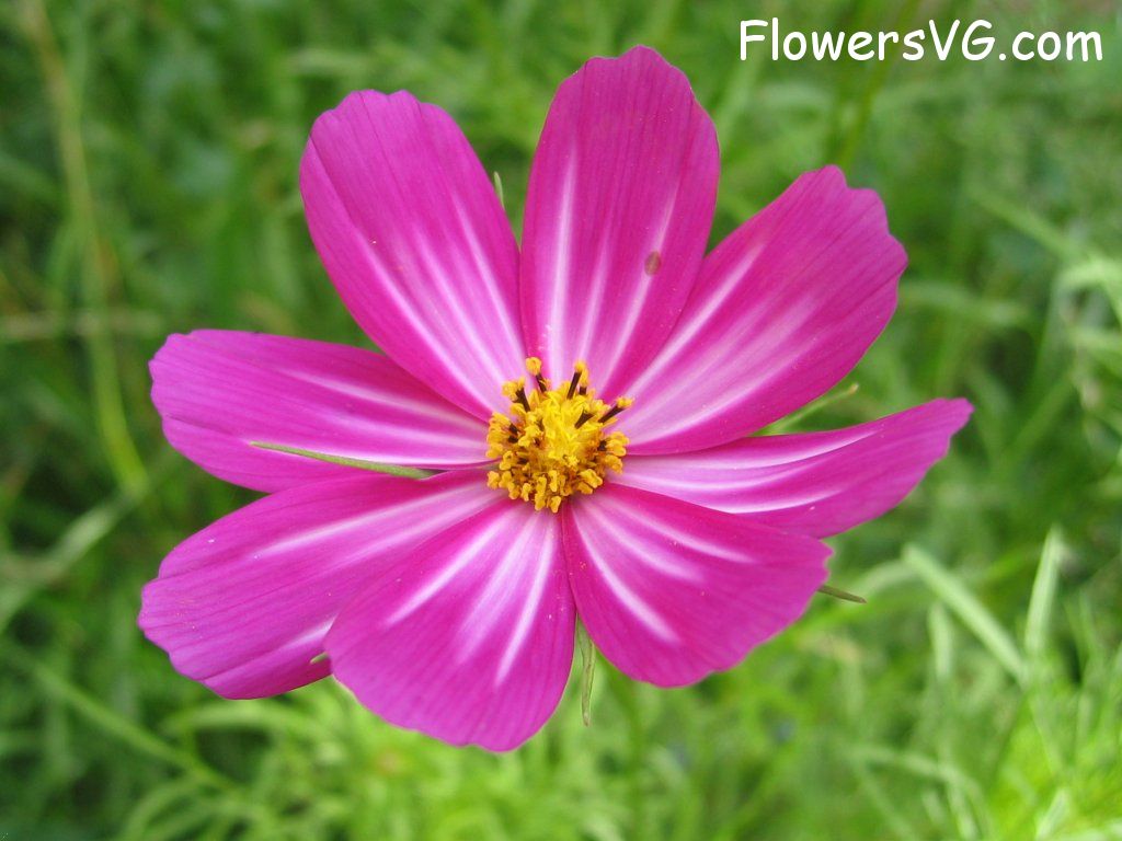 daisy flower Photo cflowers4842.jpg