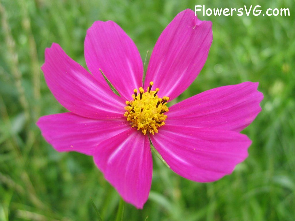 daisy flower Photo cflowers4843.jpg